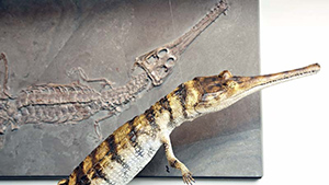 Quelle: http://www.urweltmuseum.de/urweltmuseum/zoo/krokodilsaurier/